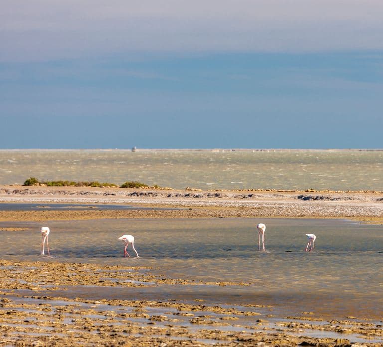 Da Arles: Safari in 4x4 di mezza giornata in Camargue