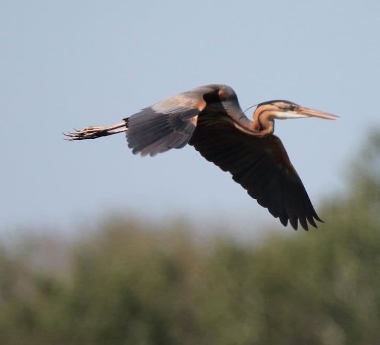 Da Arles: Safari in 4x4 di mezza giornata in Camargue