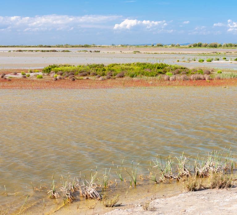 Arles 출발: 반나절 4x4 Camargue 사파리