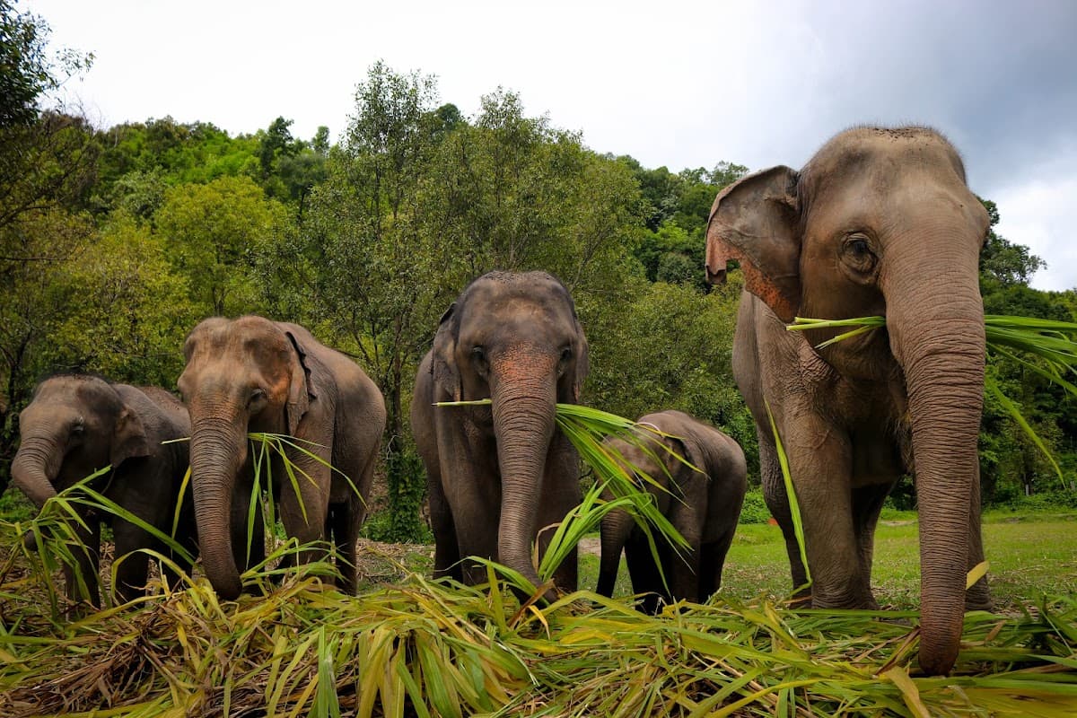 Elephant Jungle Sanctuary - Chiang Mai