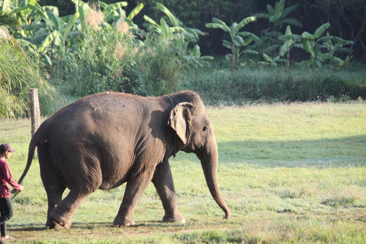 Elephant Jungle Sanctuary - Chiang Mai