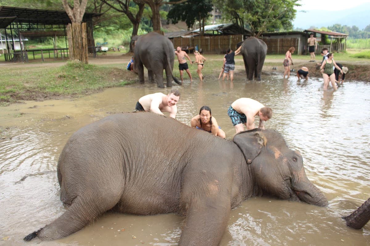 Elephant Jungle Sanctuary - Chiang Mai