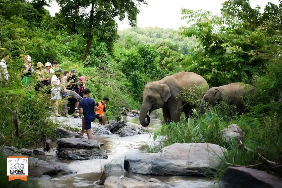 Elephant Jungle Sanctuary - Chiang Mai