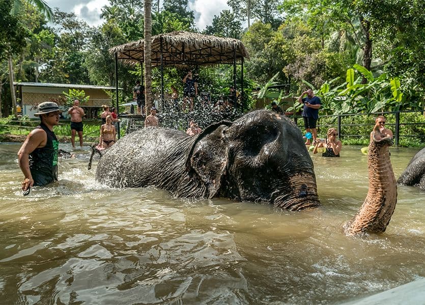 Elephant Jungle Sanctuary - Chiang Mai