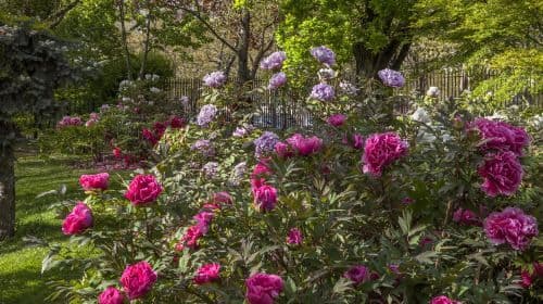 Jardin des Plantes
