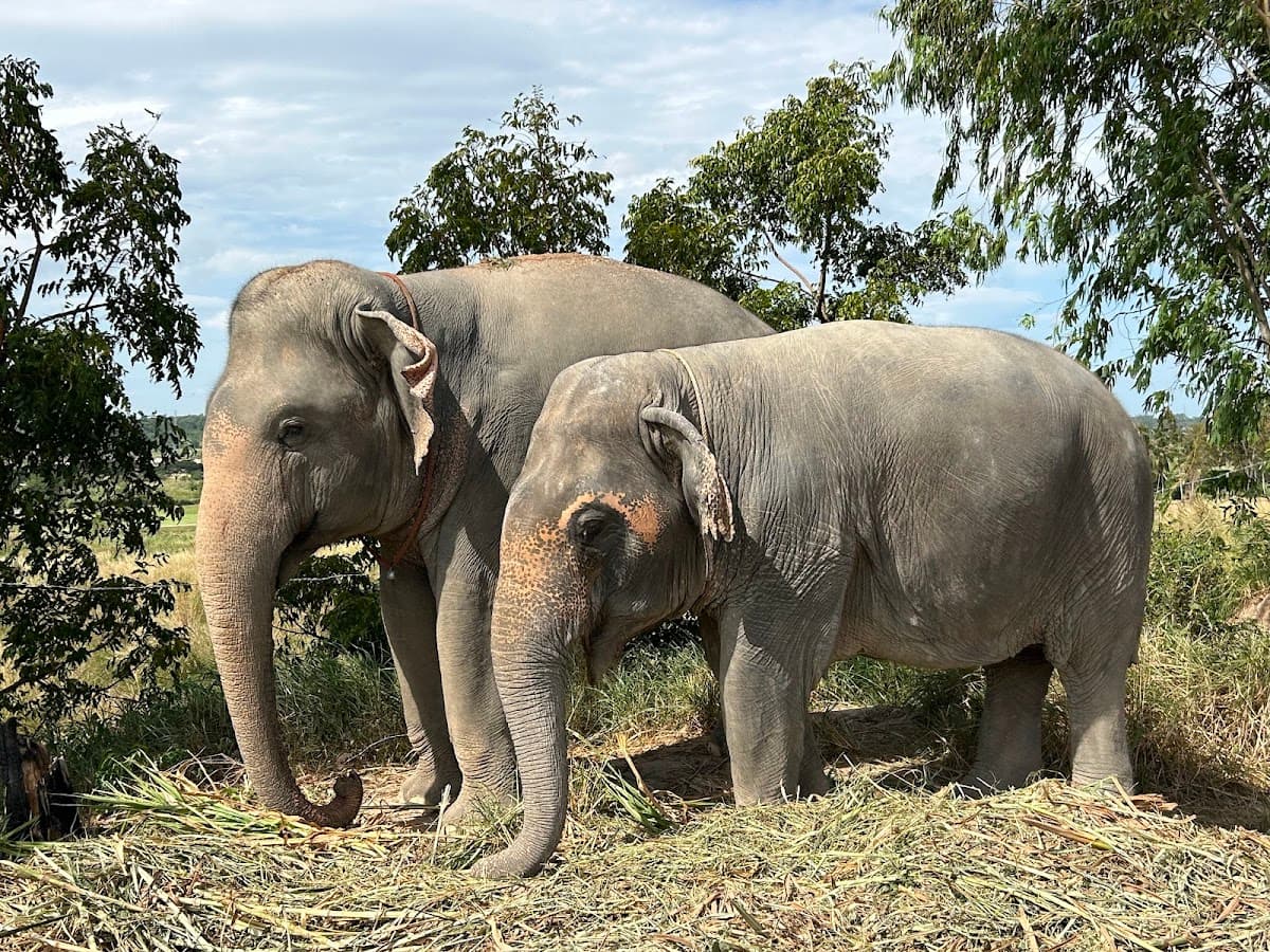 Elephant Jungle Sanctuary - Pattaya