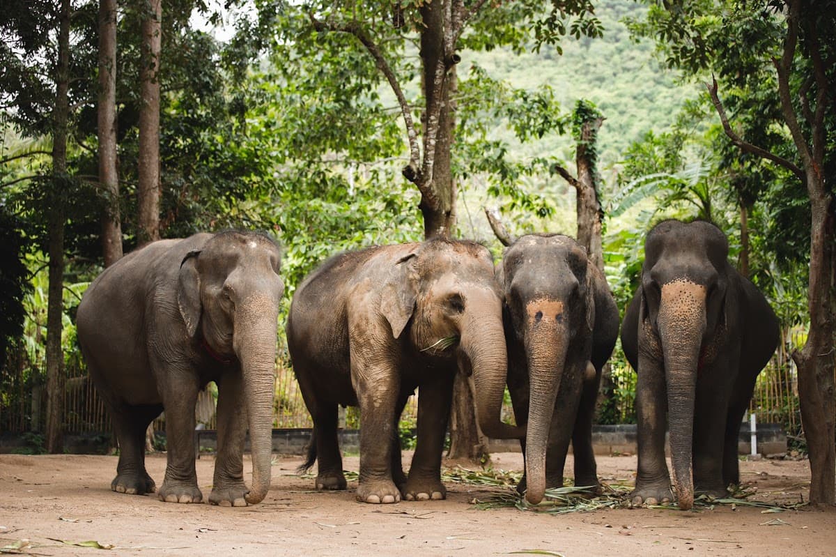 Elephant Jungle Sanctuary - Phuket