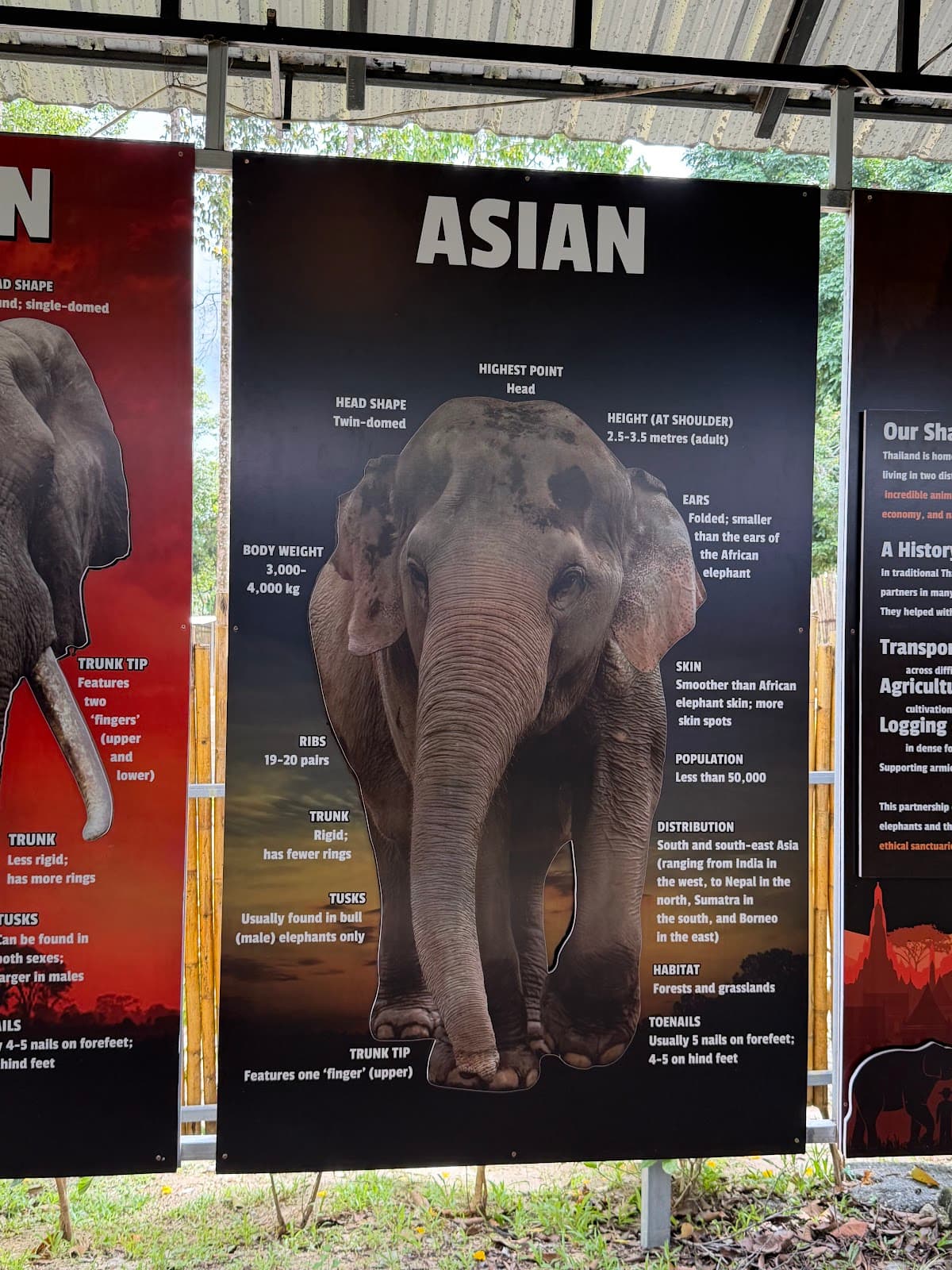 Elephant Jungle Sanctuary - Samui