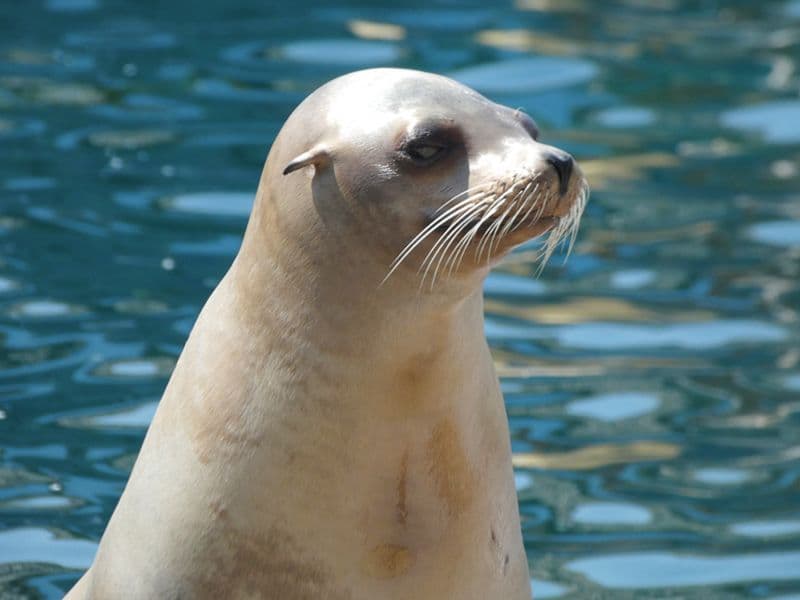 Marineland Côte d'Azur