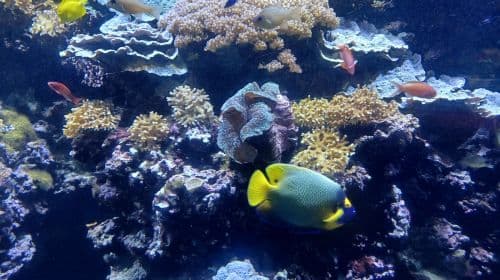 Oceanopolis