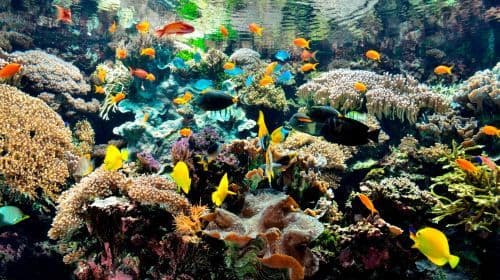 Oceanopolis