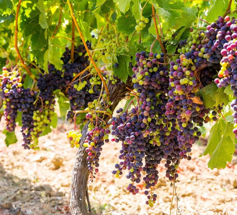 Degustação de Vinhos Orgânicos com Tour de Meio Dia em Saint Paul saindo de Nice