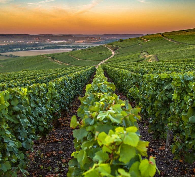 Degustação de Vinhos Orgânicos com Tour de Meio Dia em Saint Paul saindo de Nice