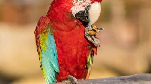 Parrot World: Annual Pass Adult