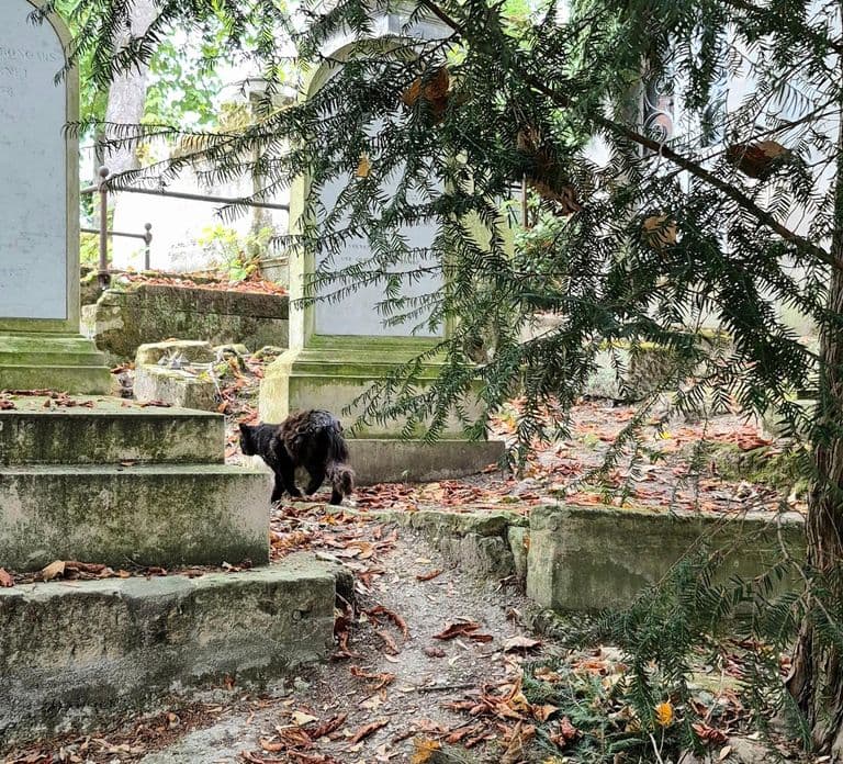 Père-Lachaise : histoires et mystères contés par un comédien