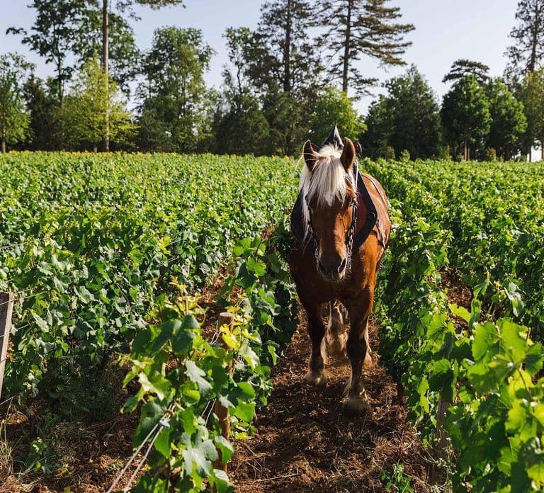 Pommard: Degustacja win Clos Marey Monge Signature