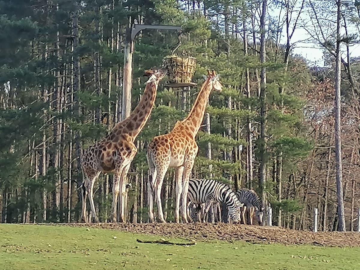 Safari Air Park