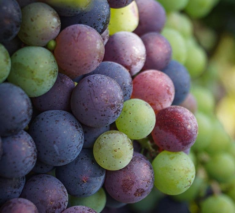 Saint-Émilion: zwiedzanie winnicy, degustacja i wirtualna rzeczywistość podczas zbiorów
