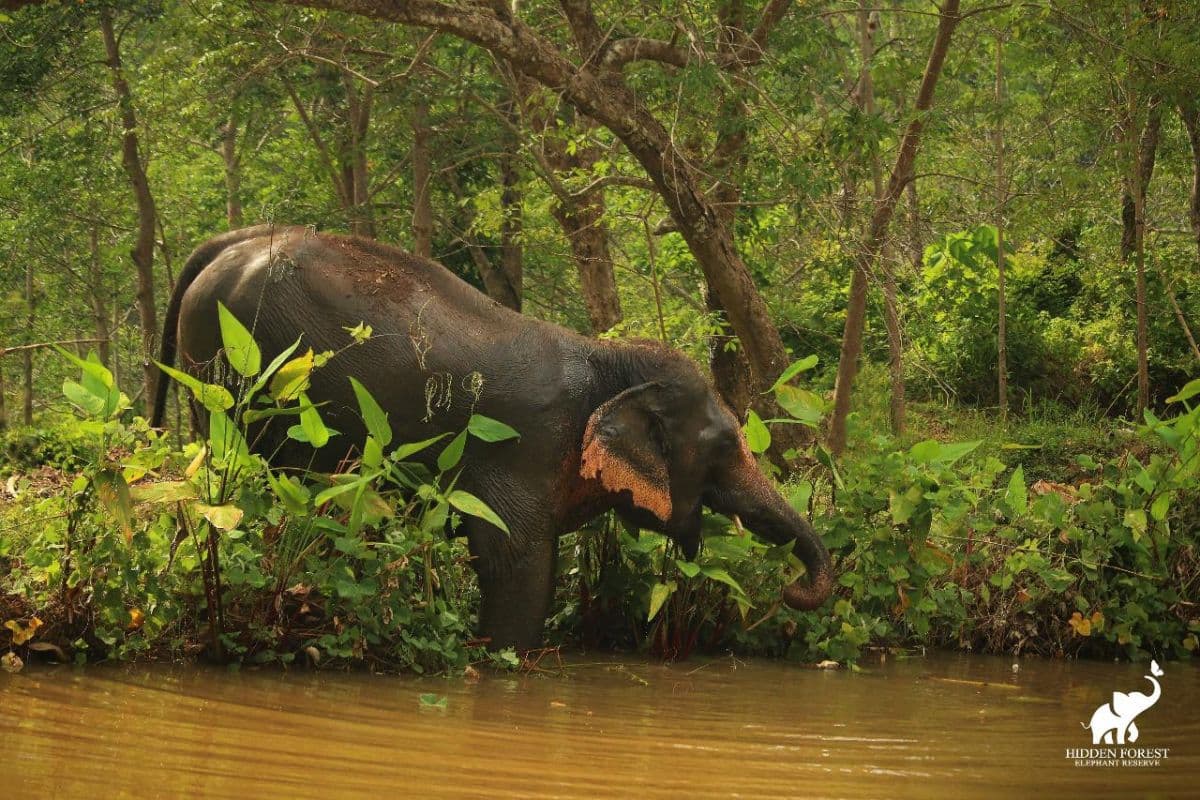 Hidden Forest Elephant Reserve with Lunch & Transfer - Morning Session (included roundtrip transfer in Phuket Island)