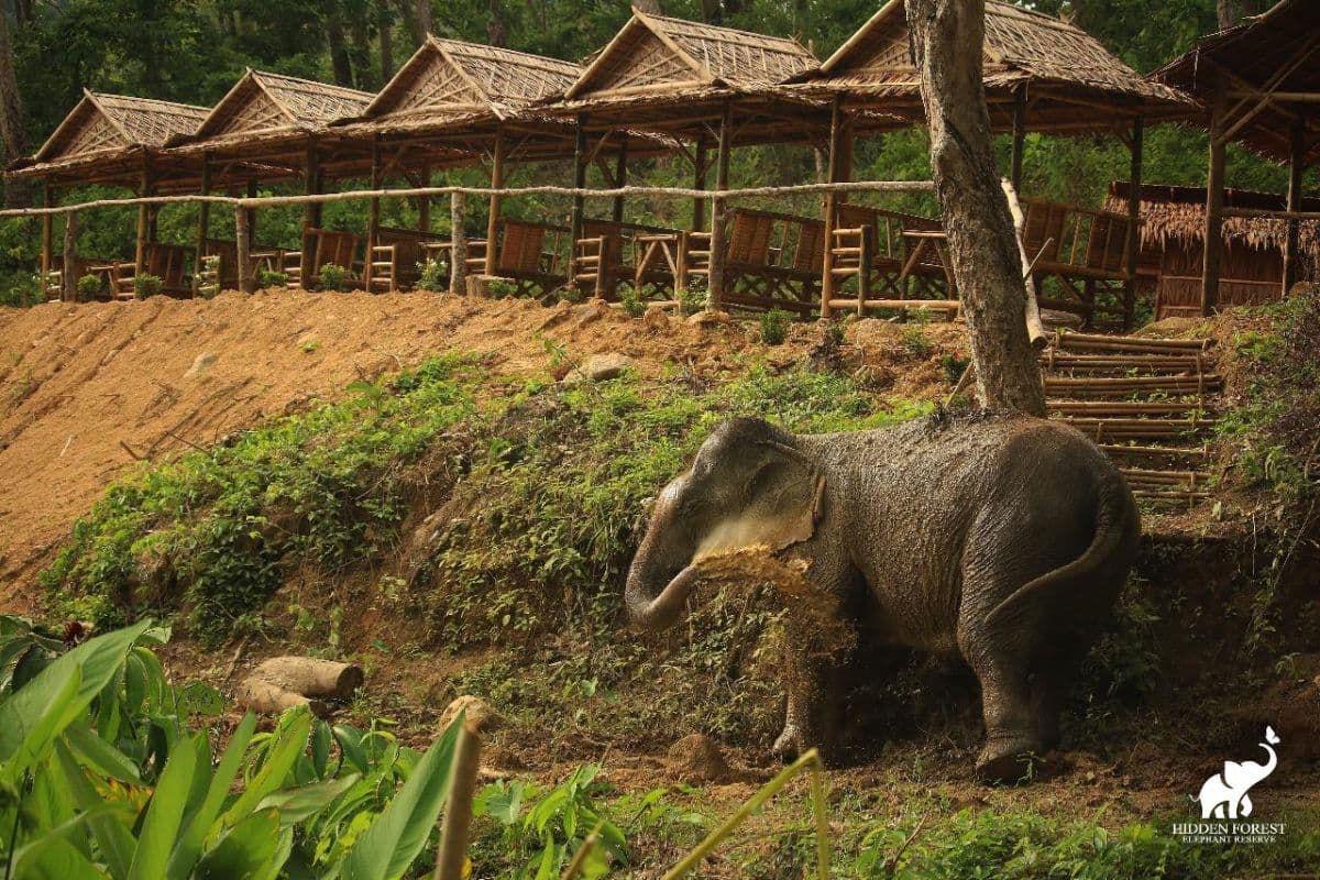 Hidden Forest Elephant Reserve con almuerzo y traslado - Sesión de mañana (incluye traslado de ida y vuelta en la isla de Phuket)