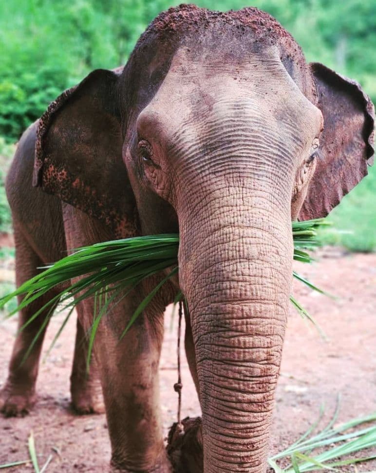Hug Elephant Sanctuary Chiangmai