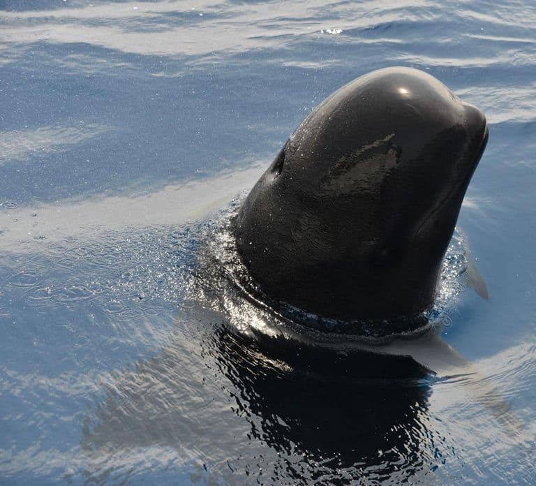 Avvistamento di balene, delfini e balene da Bandol