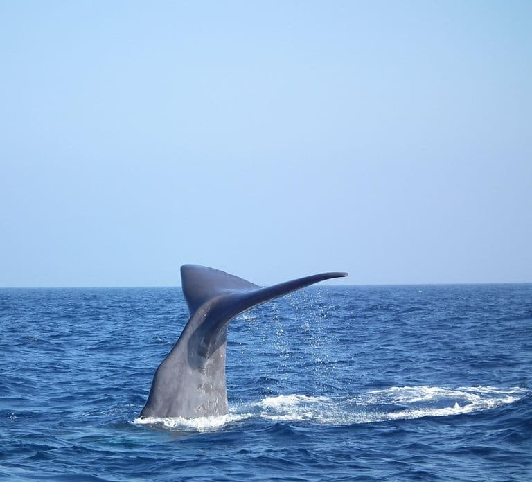 Avvistamento di balene, delfini e balene da Bandol