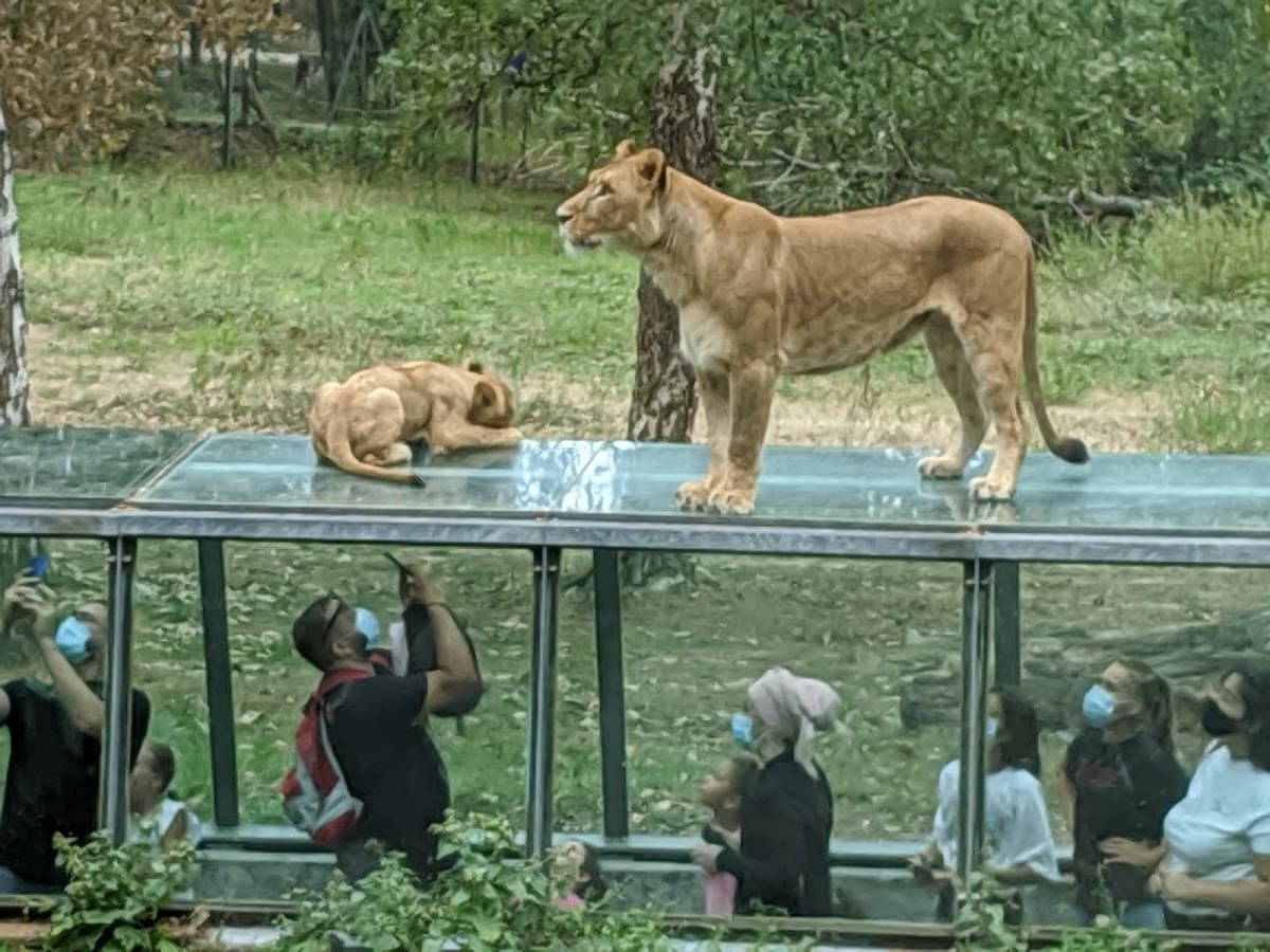Wow Safari Thoiry