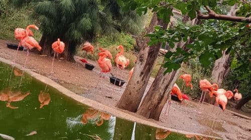 Zoa Parc Animalier et Botanique