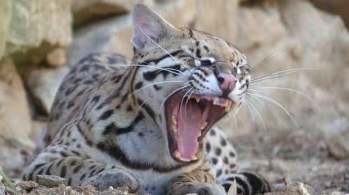 Zoa Parc Animalier et Botanique