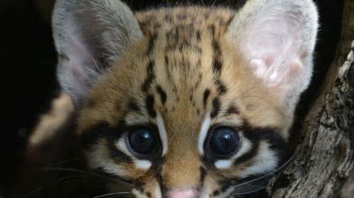 ZOA Parc: Entry Ticket Child