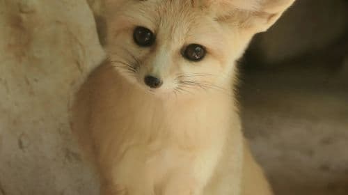 ZOA Parc: Entry Ticket Child