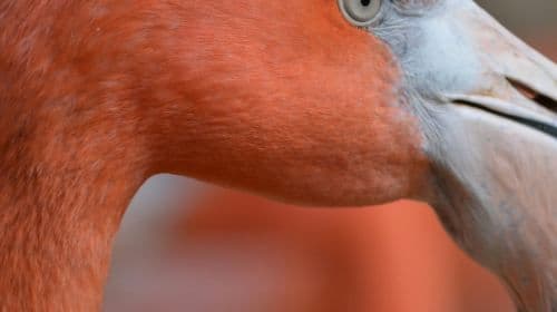 ZOA Parc: Entry Ticket Child