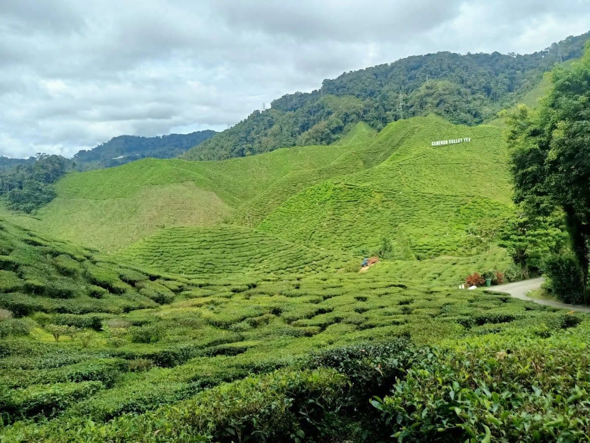 Cameron Highlands