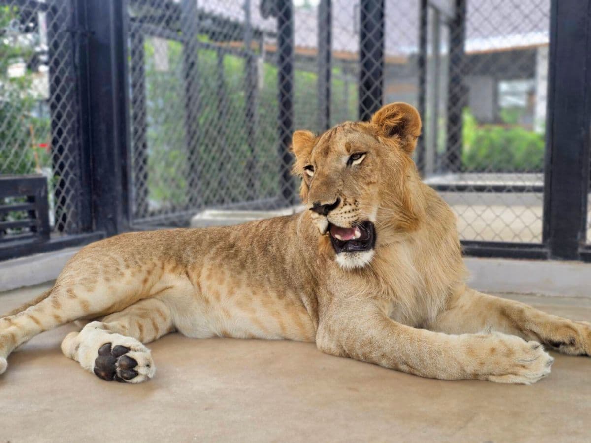 Lion Land Phuket