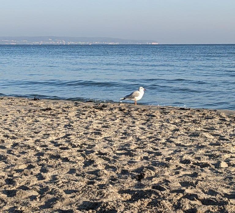 Binz: Tour guiado com suco de espinheiro-marítimo
