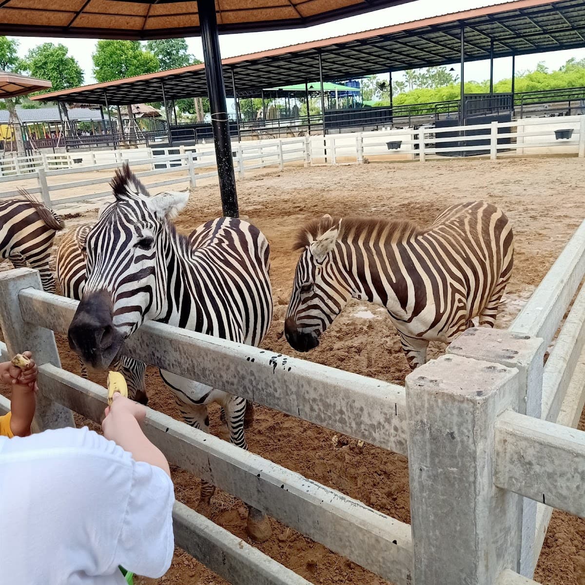 Sriayuthaya Lion Park