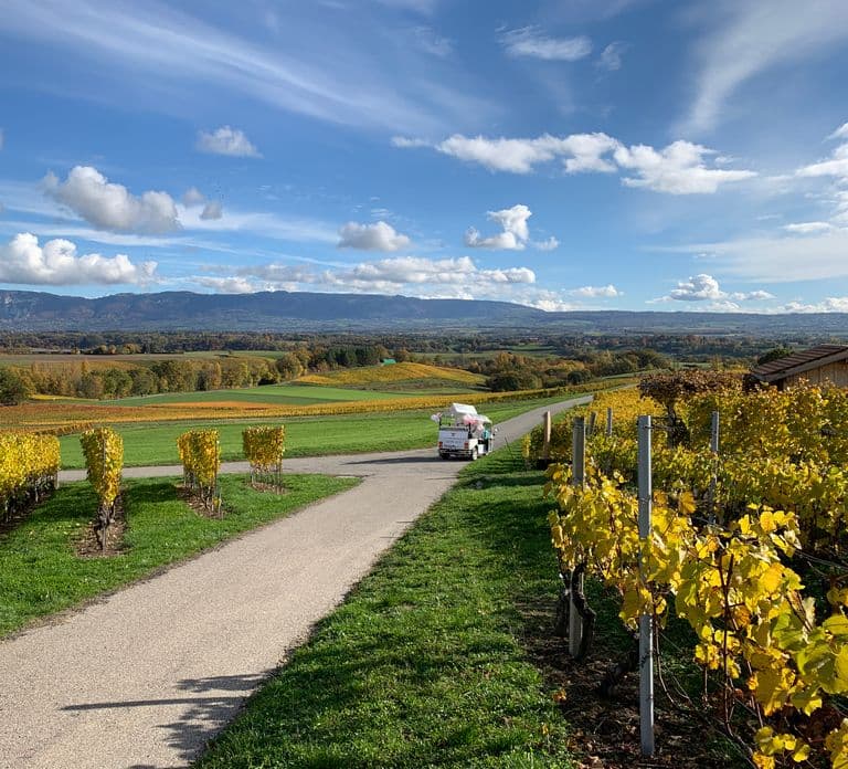 Genebra: Tour pelos Vinhedos e Degustação de Vinhos de TukTuk