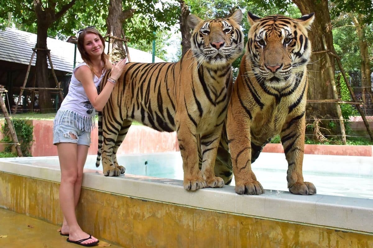 Tiger Kingdom Phuket with Private Transportation in Phuket