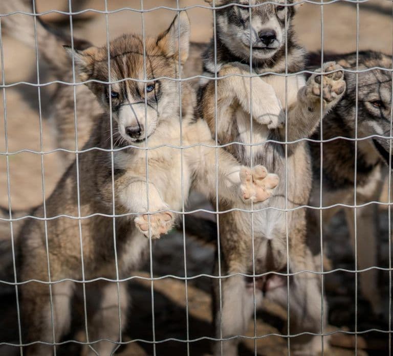 Inari: Husky Farm Visit