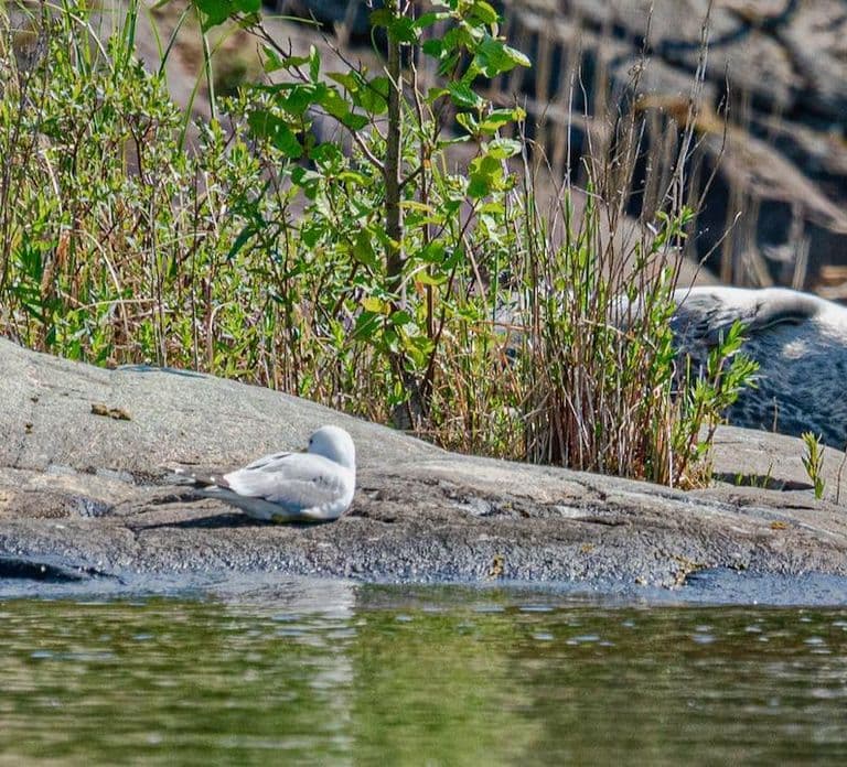 Puumala: Lake Saimaa Seal Watching Cruise