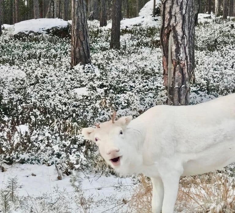 Reindeer feeding in Inari