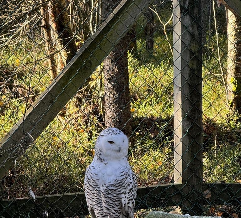 Rovaniemi: Ingresso para o Ranua Wildlife Park com Transporte