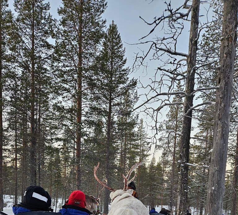 Saariselkä : Reindeer Sleigh Ride with Snacks & Hot Drink
