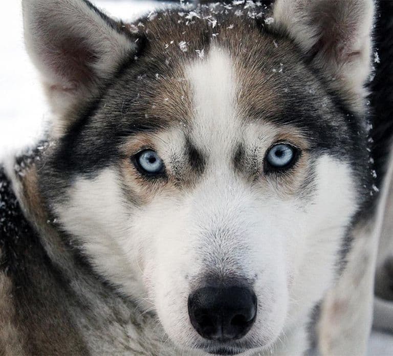 Vuokatti: Husky-Schlittenfahrt mit heißem Beerensaft & Keksen