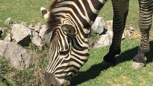 Pombia Safari Park