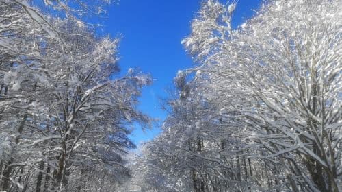 Tour di 1 giorno al Jigokudani Snow Monkey Park a Nagano, Giappone: pranzo a base di Sukiyaki di manzo e tour alle sorgenti termali delle scimmie