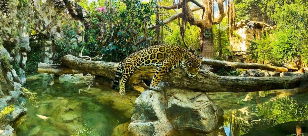 Tenerife: Loro Parque Entry Ticket
