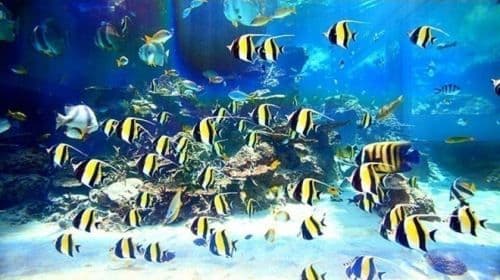 Naha: Sightseeingtour door Noord-Okinawa & Churaumi Aquarium Dagtours