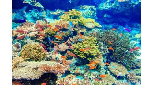 Okinawa Churaumi Aquarium